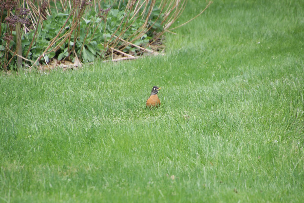 American Robin - ML620170783