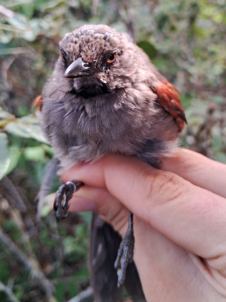 Red-shouldered Spinetail - ML620170786