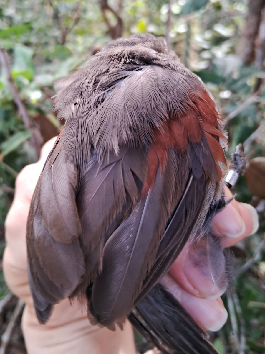 Red-shouldered Spinetail - ML620170787