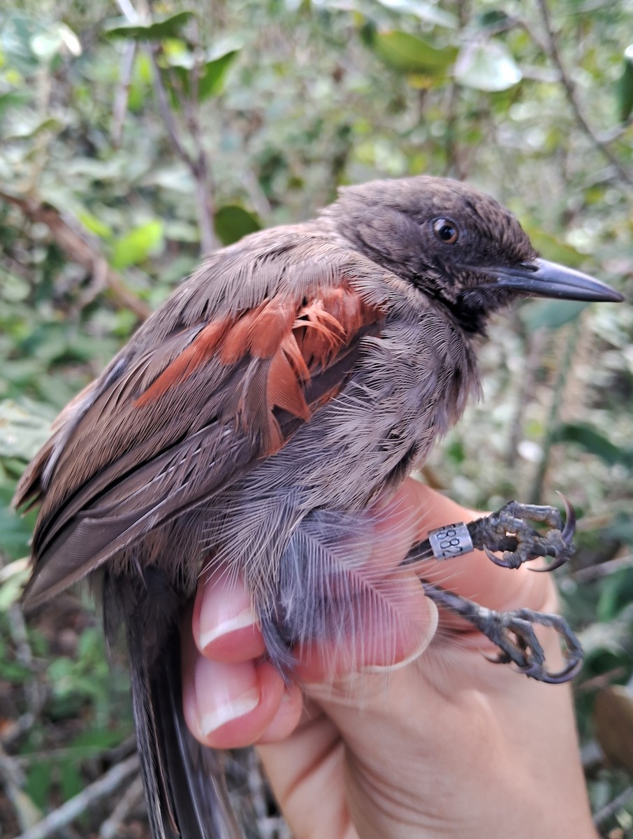 Red-shouldered Spinetail - ML620170788