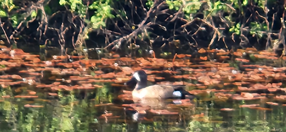 Blue-winged Teal - ML620170791