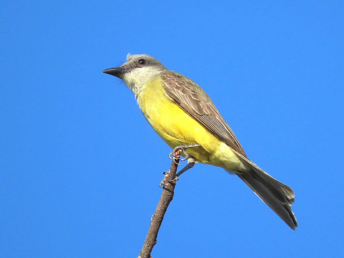 Tropical Kingbird - ML620170797