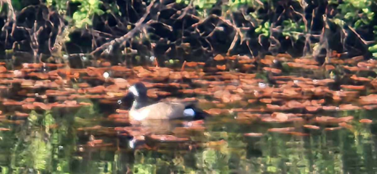 Blue-winged Teal - ML620170799