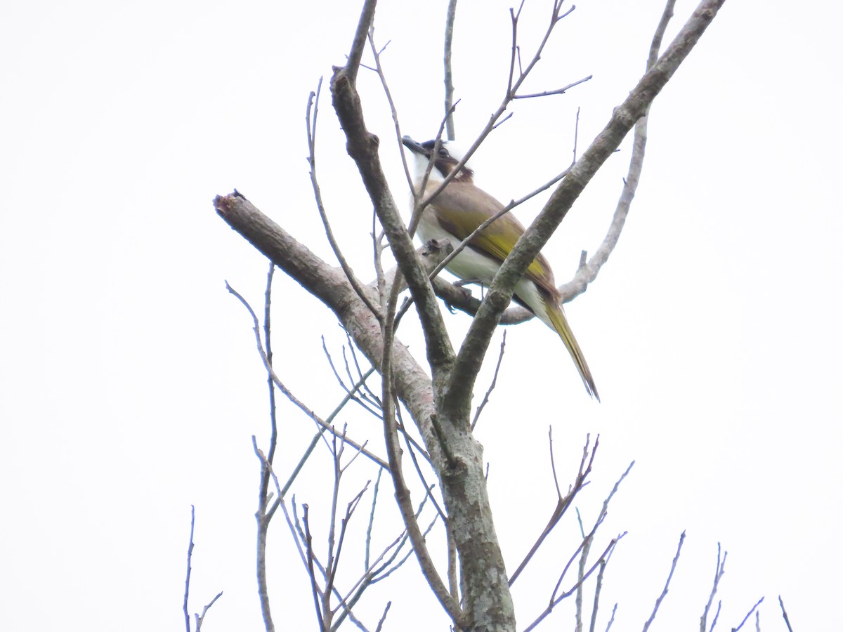 Light-vented Bulbul - ML620170822