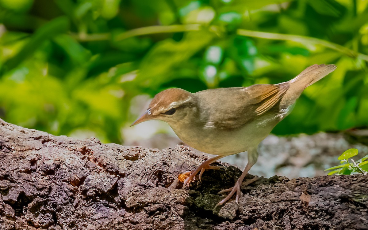 Swainson's Warbler - ML620170826