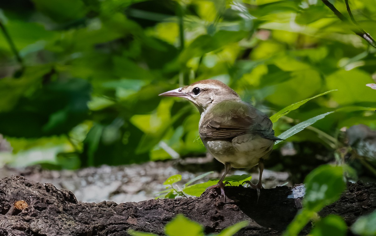 Swainson's Warbler - ML620170827