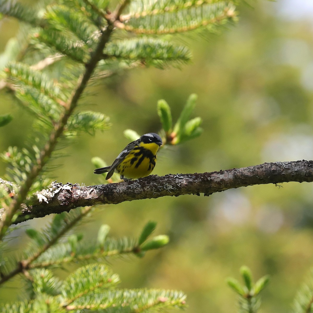 Magnolia Warbler - Joseph Poliquin