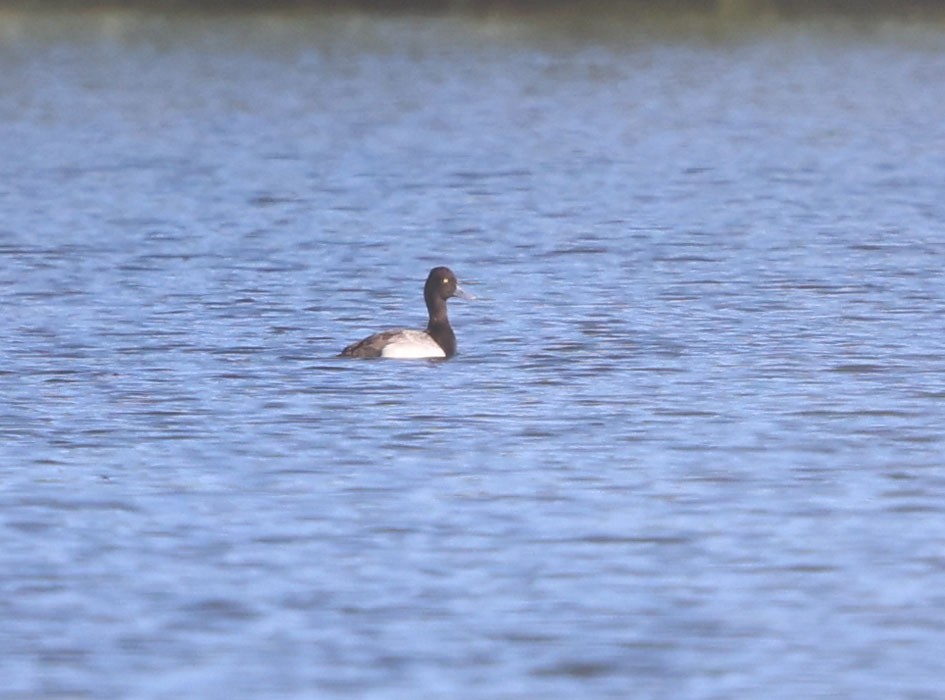 Lesser Scaup - ML620170837