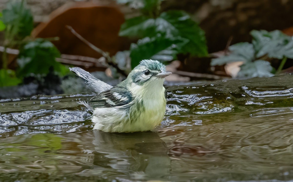 Blauwaldsänger - ML620170839