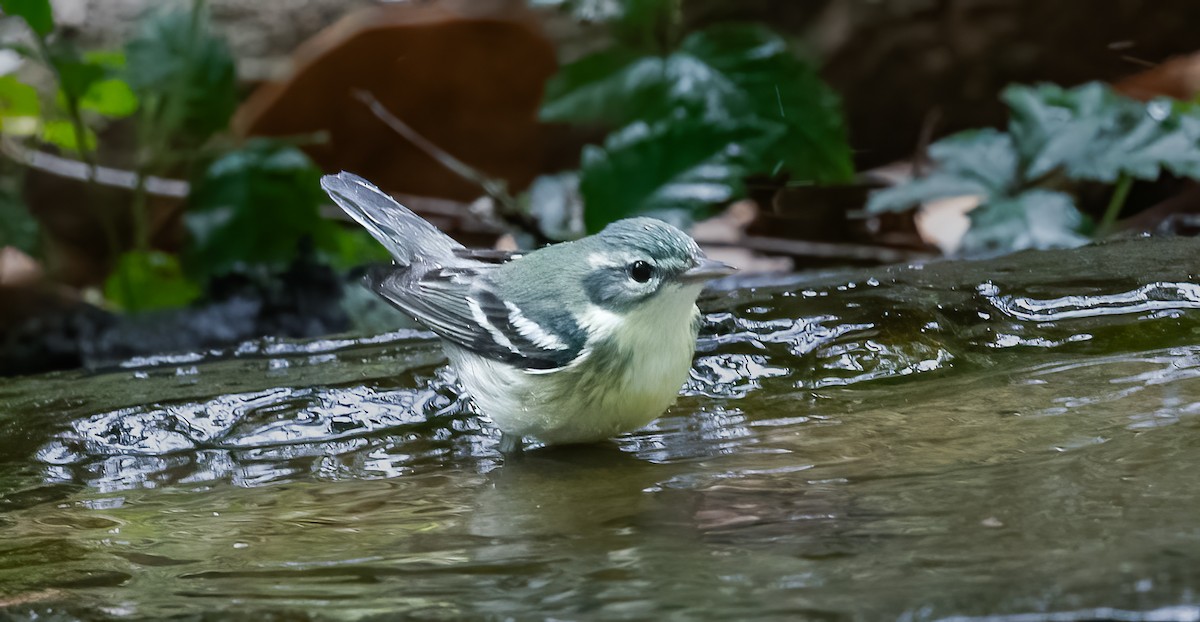 Blauwaldsänger - ML620170841