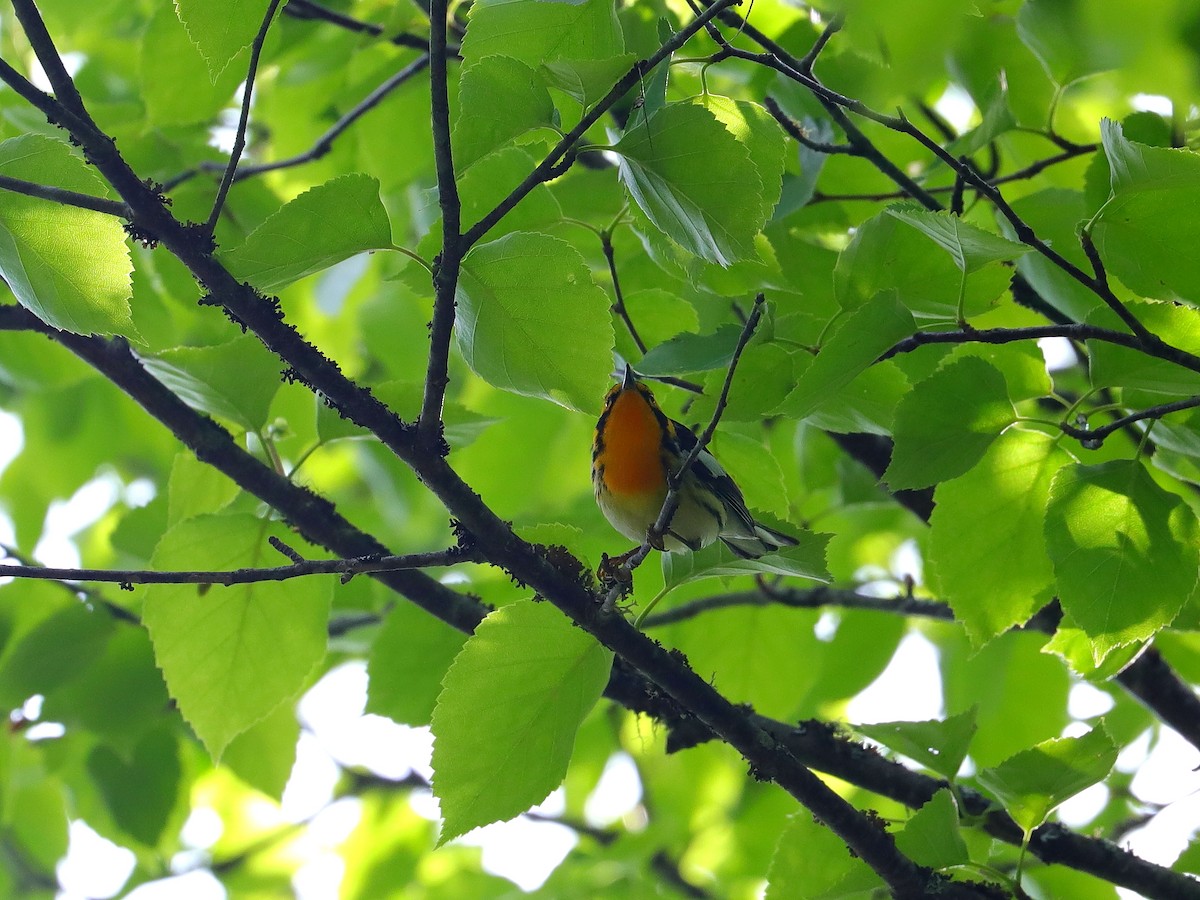 Blackburnian Warbler - Joseph Poliquin