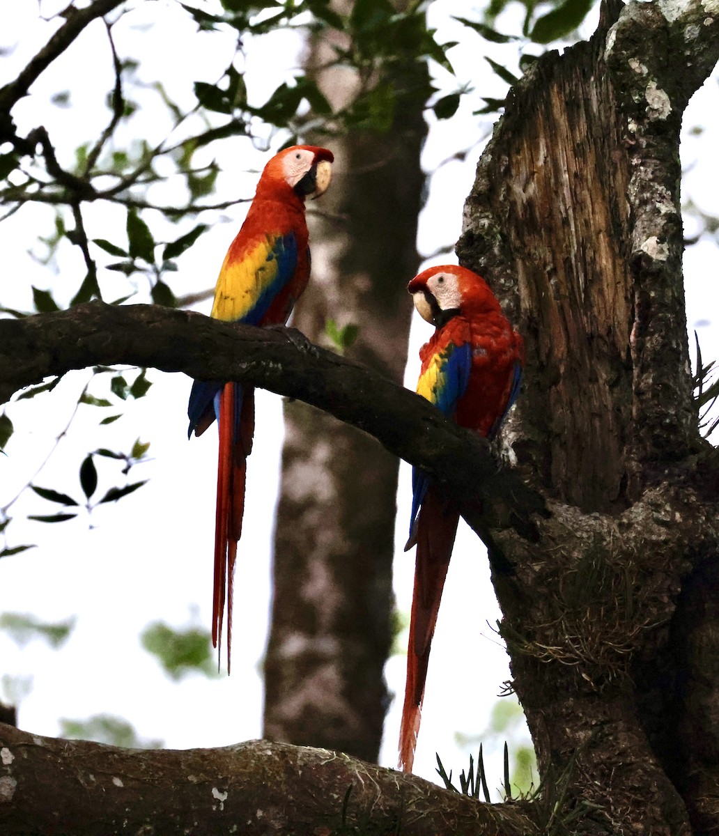 Guacamayo Macao - ML620170843