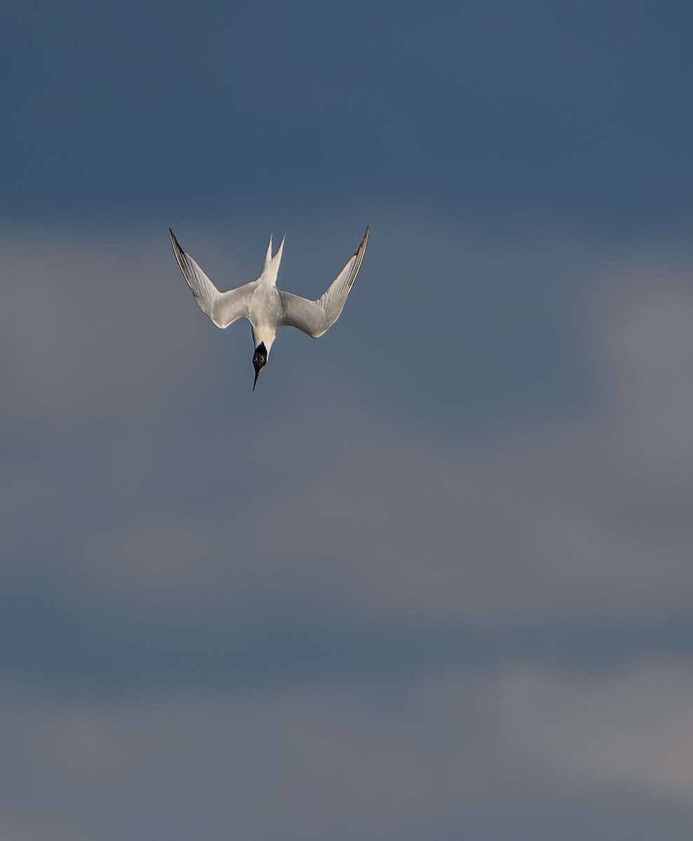 rybák obecný (ssp. hirundo/tibetana) - ML620170857