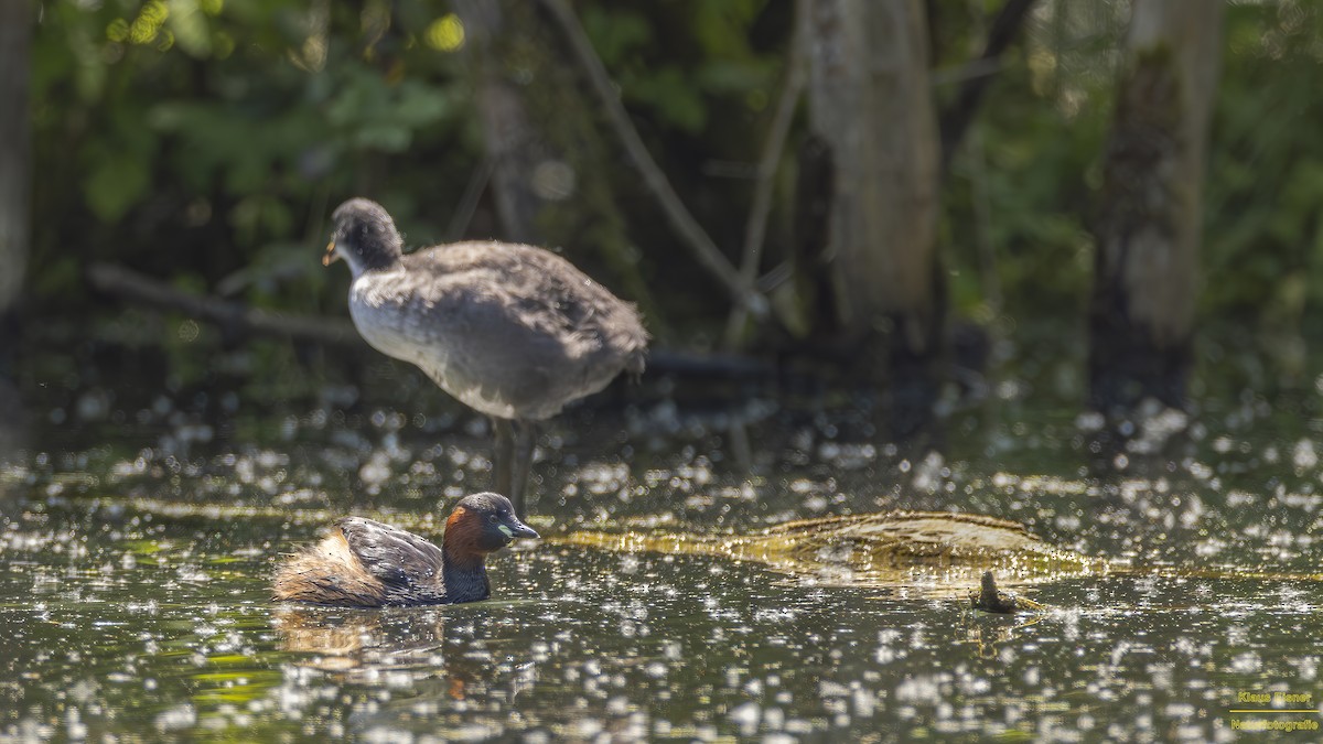 Little Grebe - Klaus Eisner