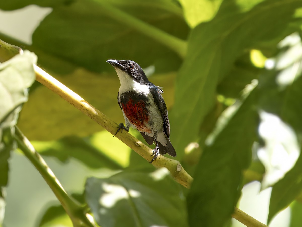 Black-belted Flowerpecker - ML620170863