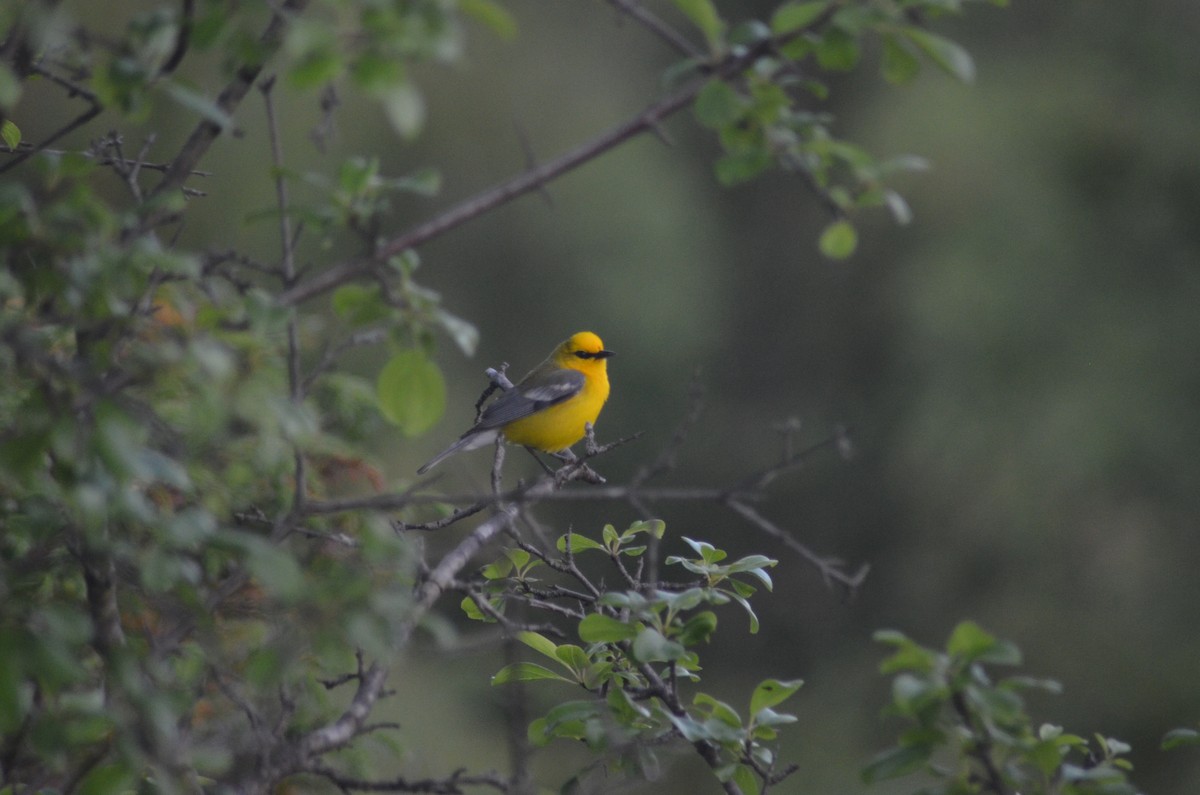 Blue-winged Warbler - ML620170869