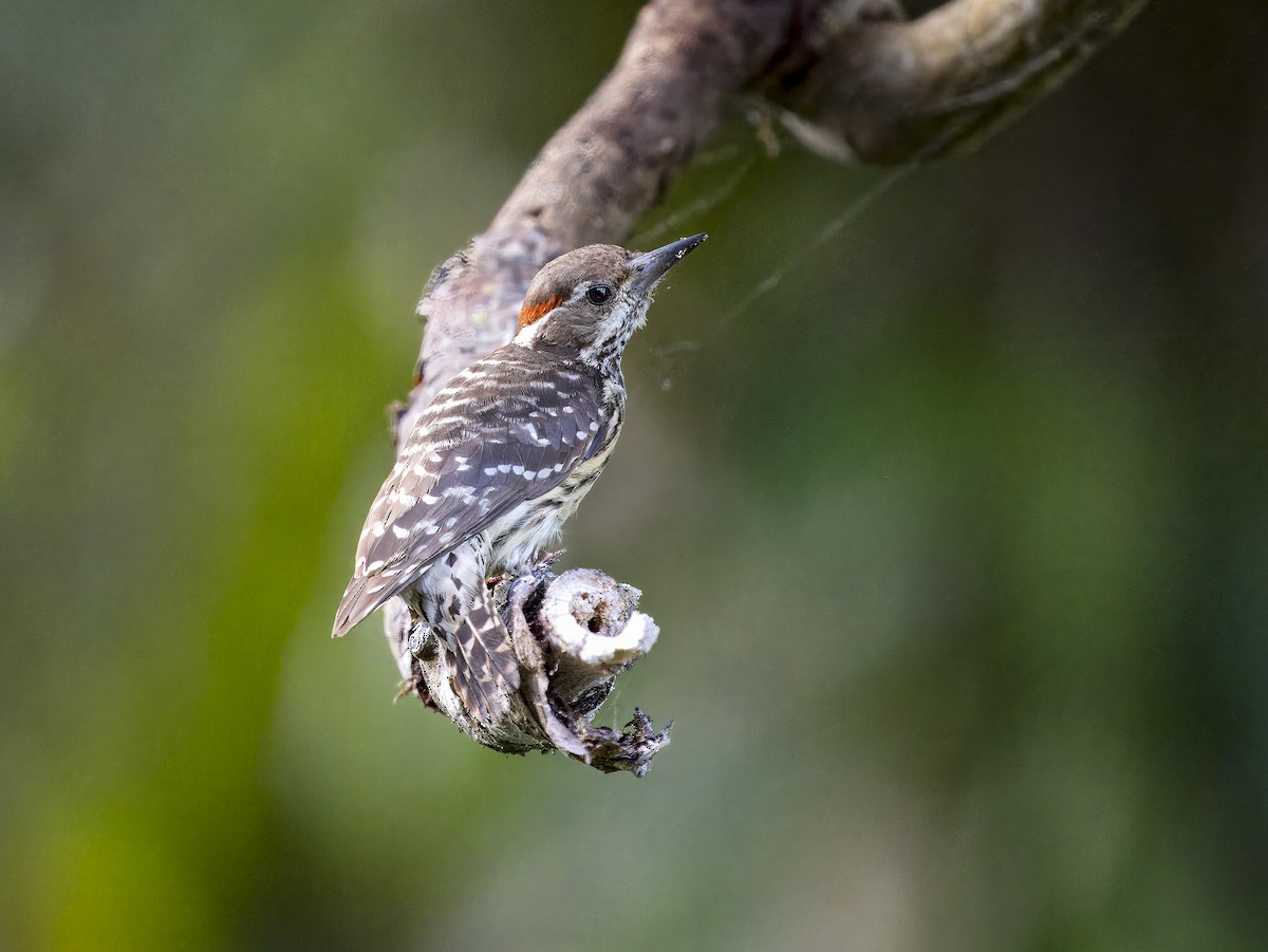 Philippine Pygmy Woodpecker - ML620170875