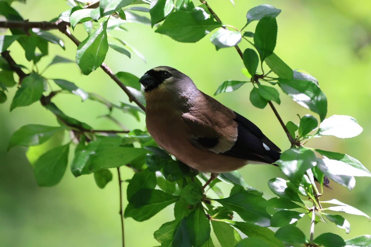 Gray-headed Bullfinch - ML620170877