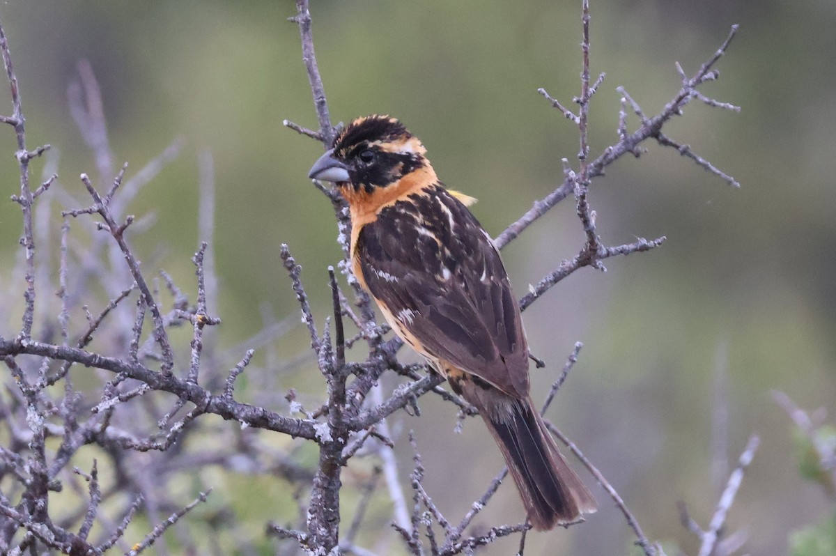 Black-headed Grosbeak - ML620170880