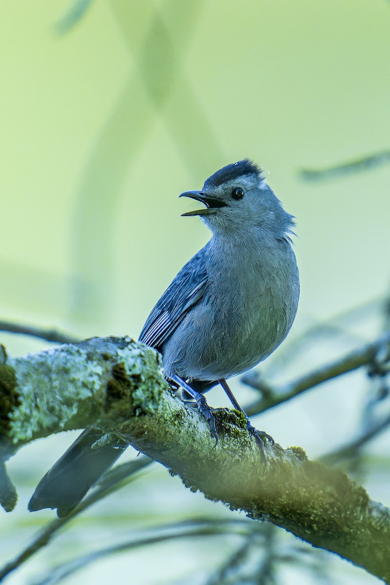 Gray Catbird - ML620170915