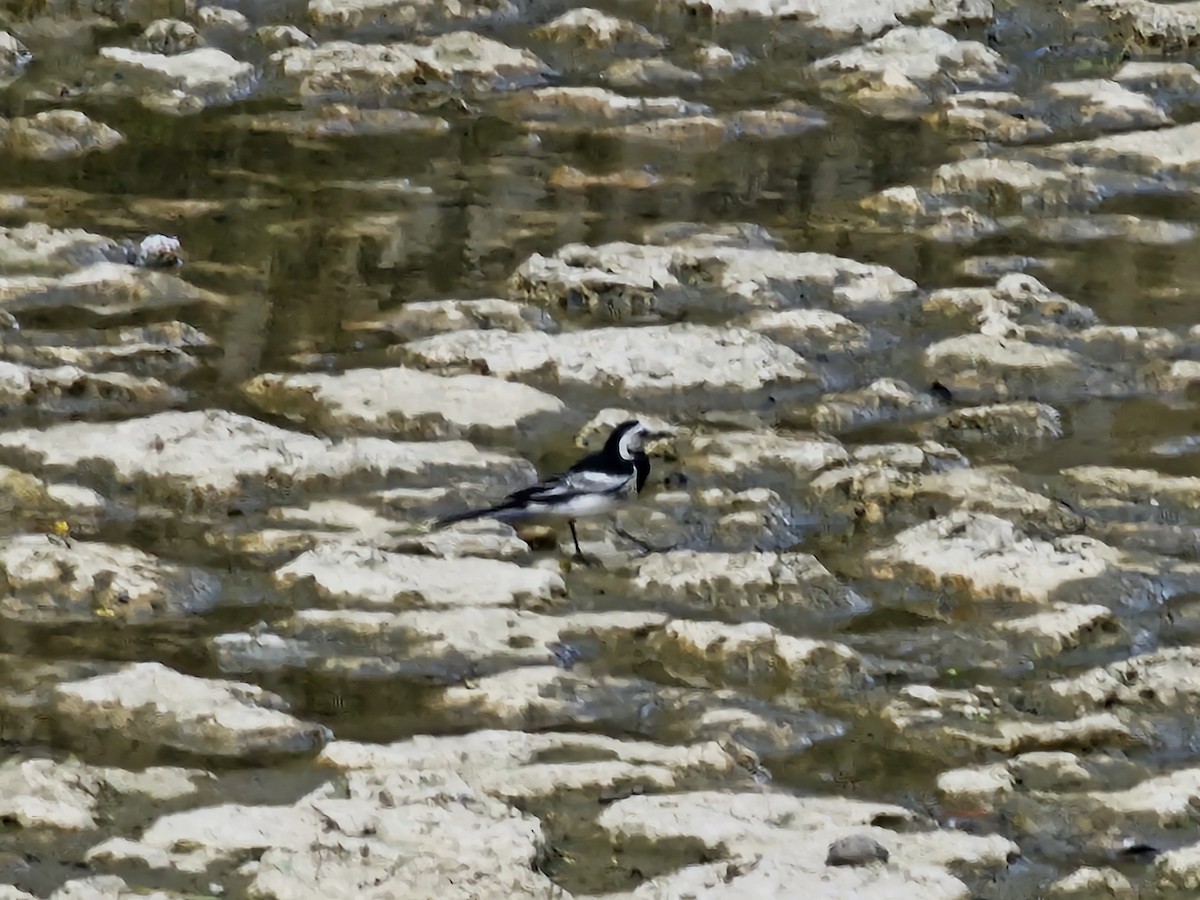 White Wagtail (Chinese) - ML620170918