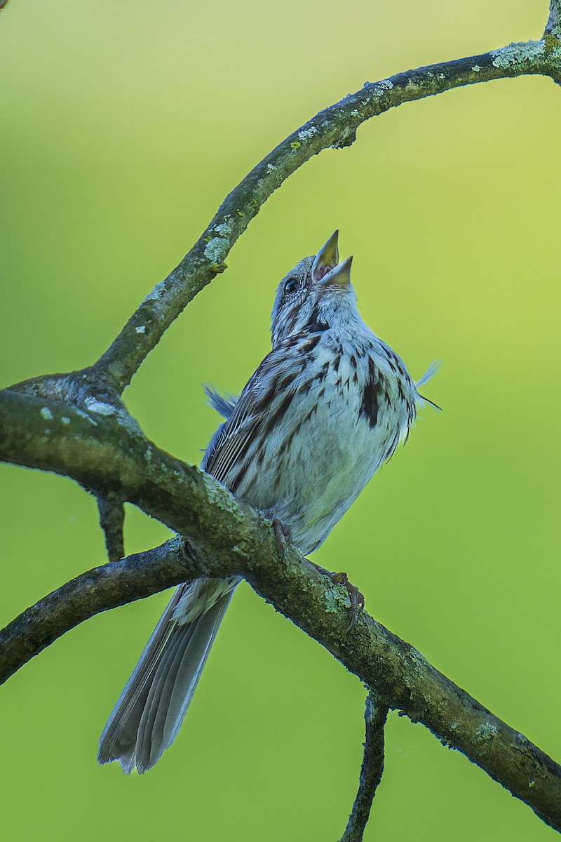 Song Sparrow - ML620170925