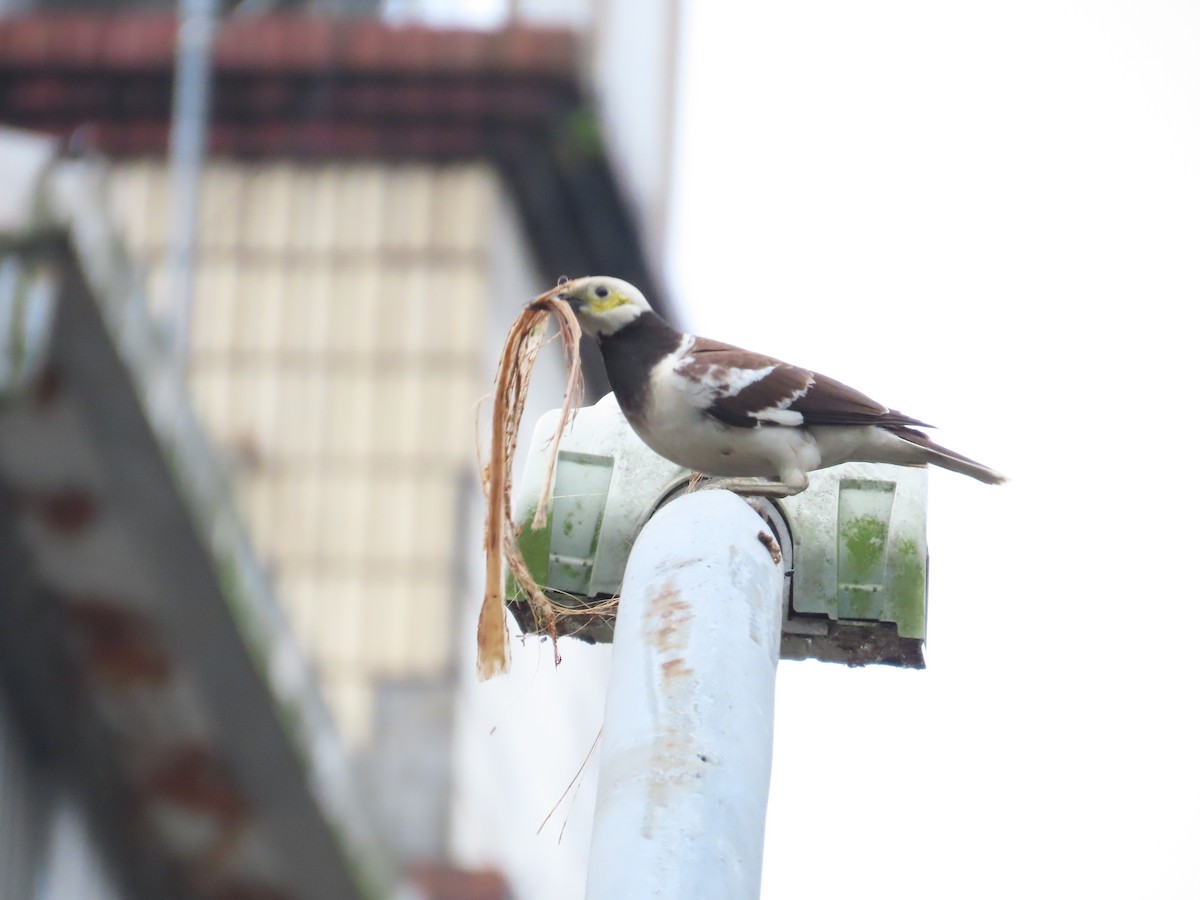 黑領椋鳥 - ML620170926