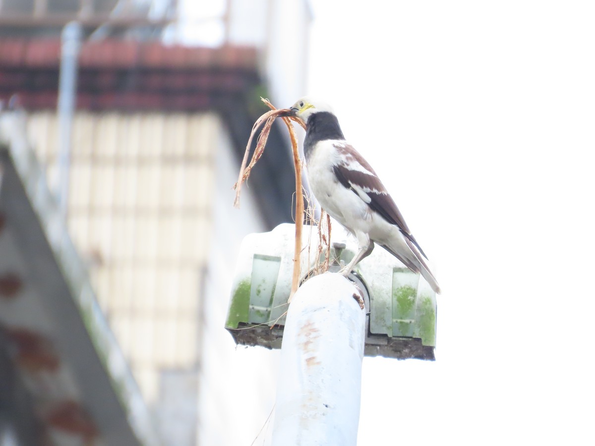 Black-collared Starling - ML620170927