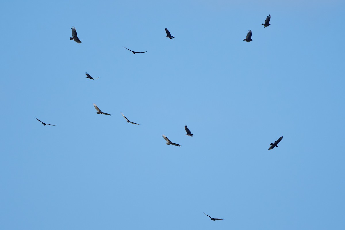 Turkey Vulture - ML620170932