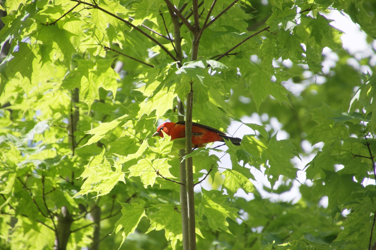 Scarlet Tanager - ML620170936