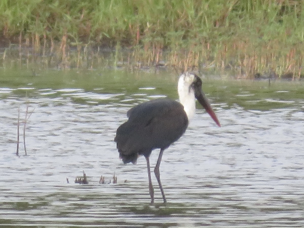 African Woolly-necked Stork - ML620170954