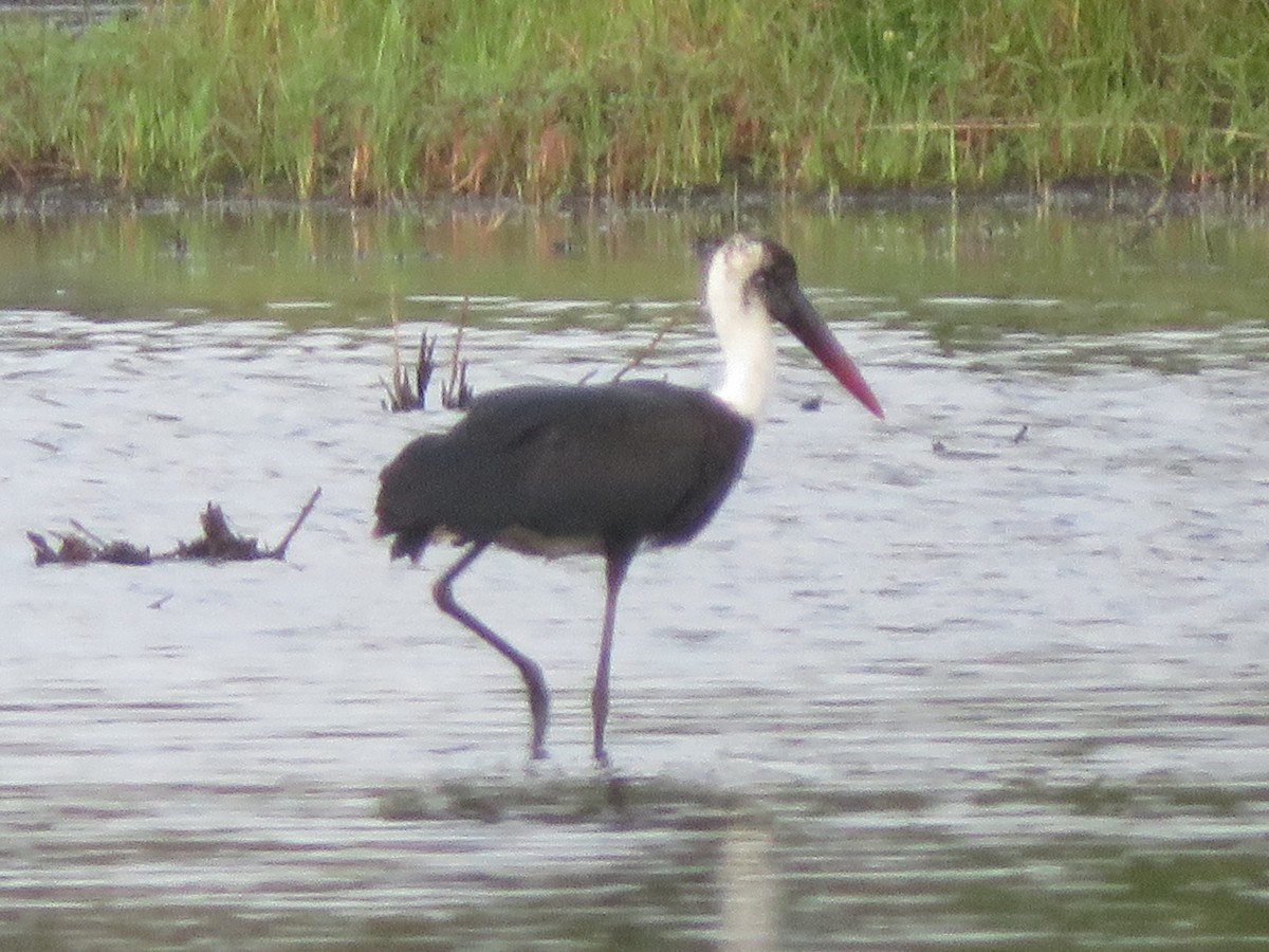 African Woolly-necked Stork - ML620170957