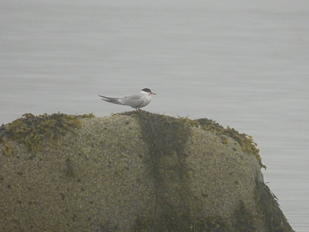 Common Tern - ML620170959