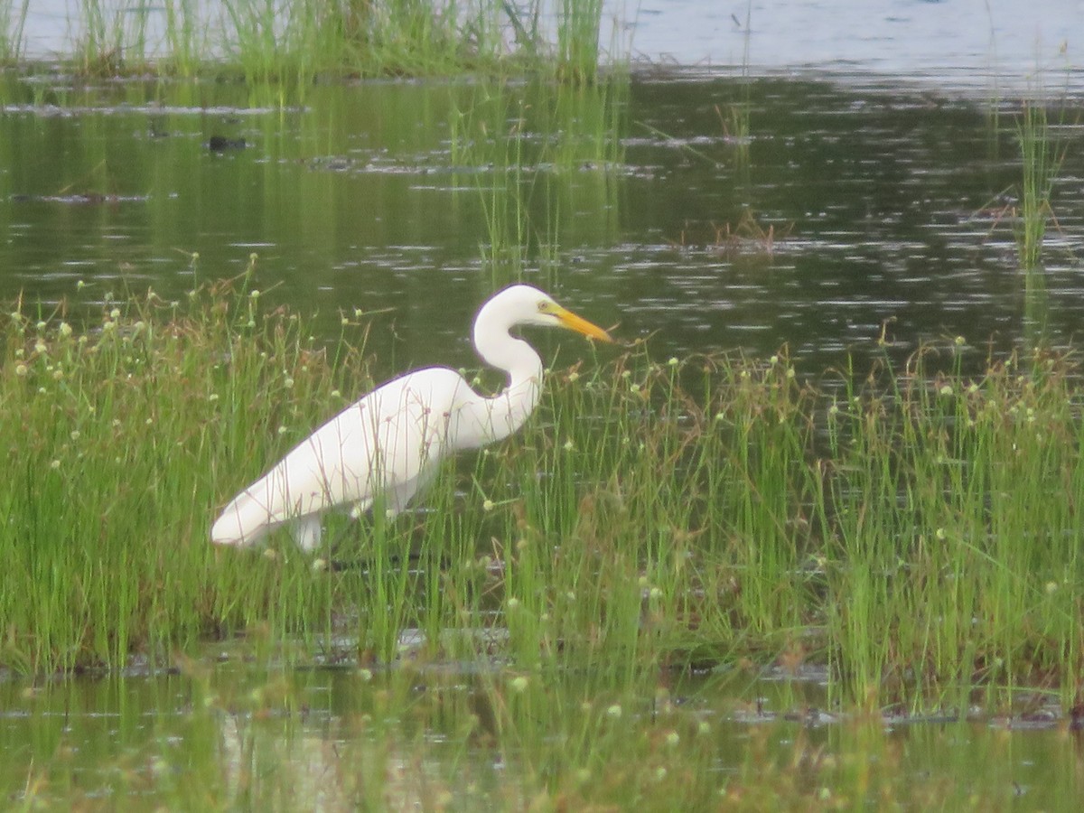 Yellow-billed Egret - ML620170965