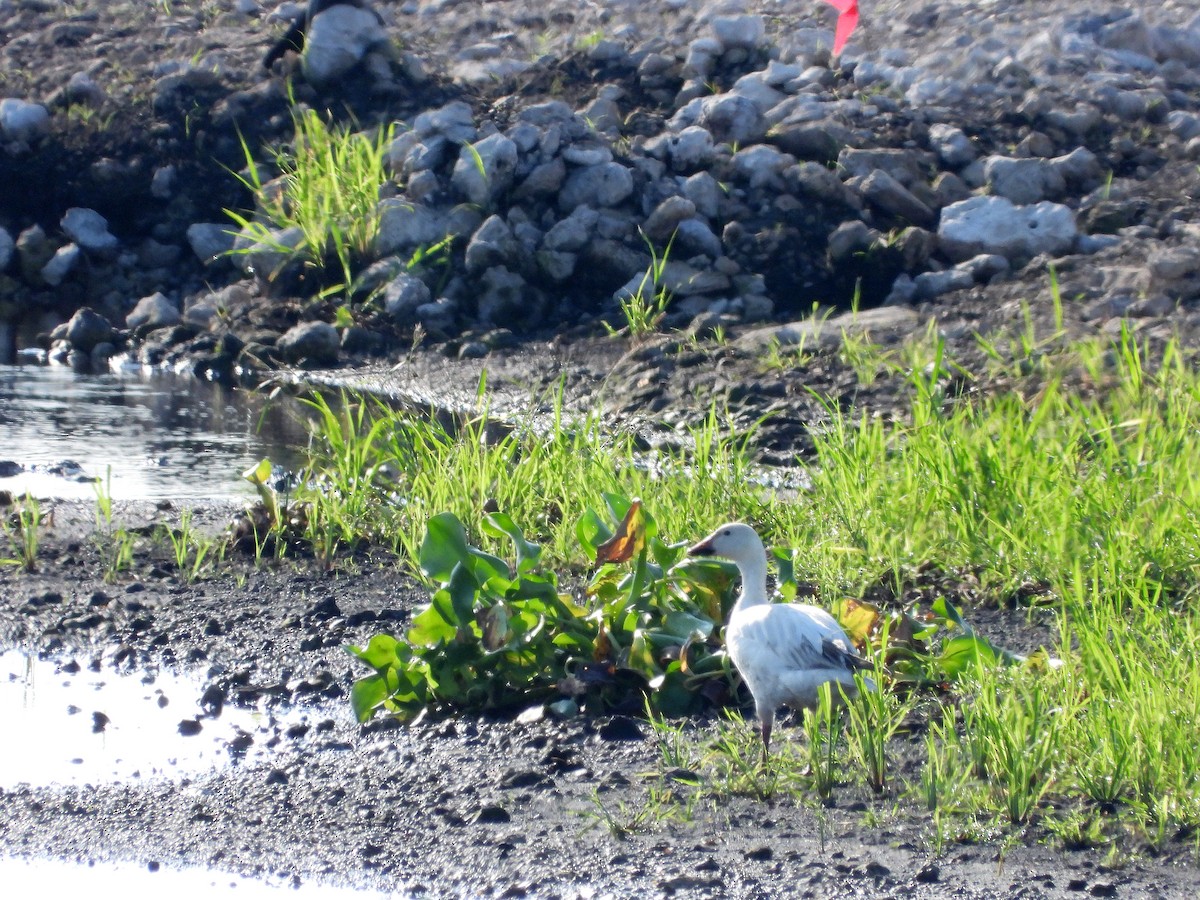 Snow Goose - ML620170975