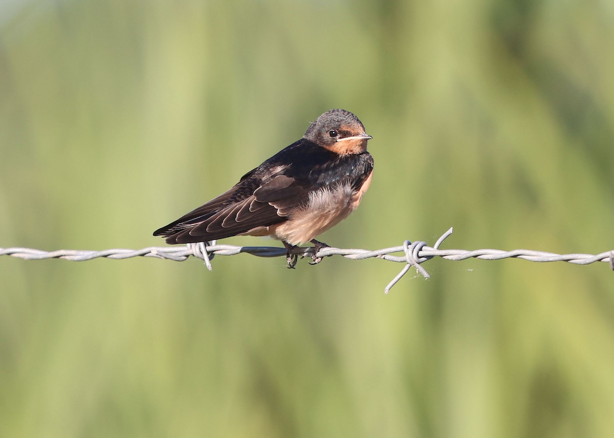 Barn Swallow (American) - ML620170977