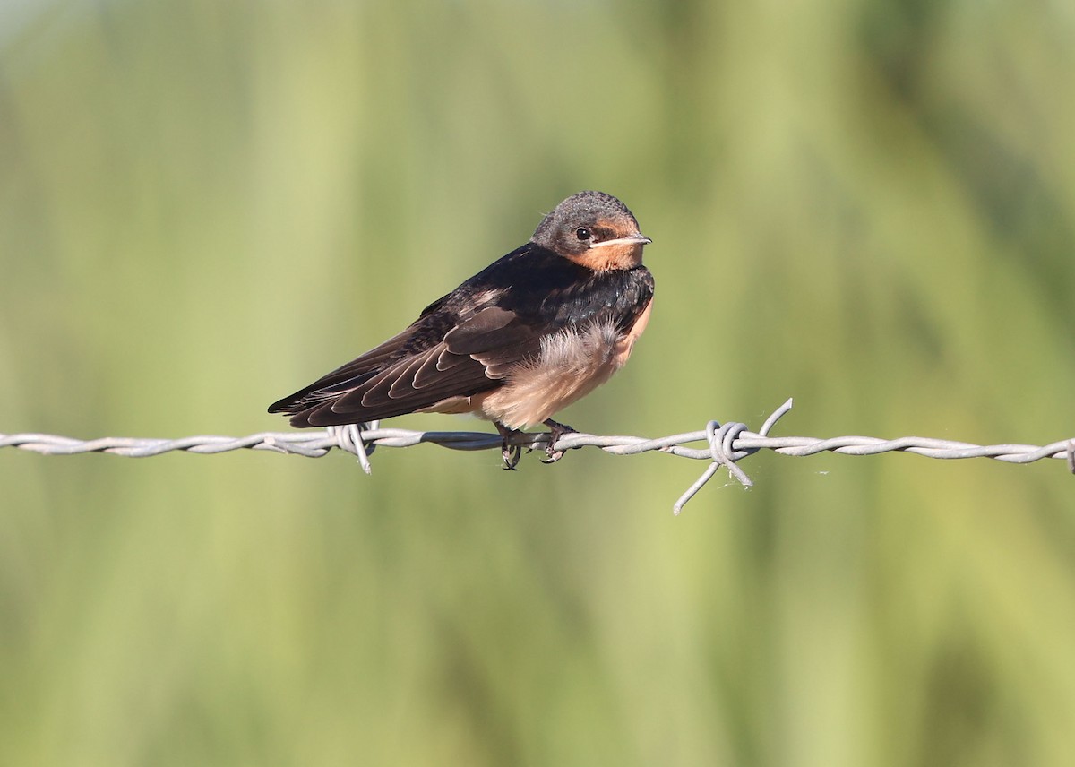 vlaštovka obecná (ssp. erythrogaster) - ML620170977