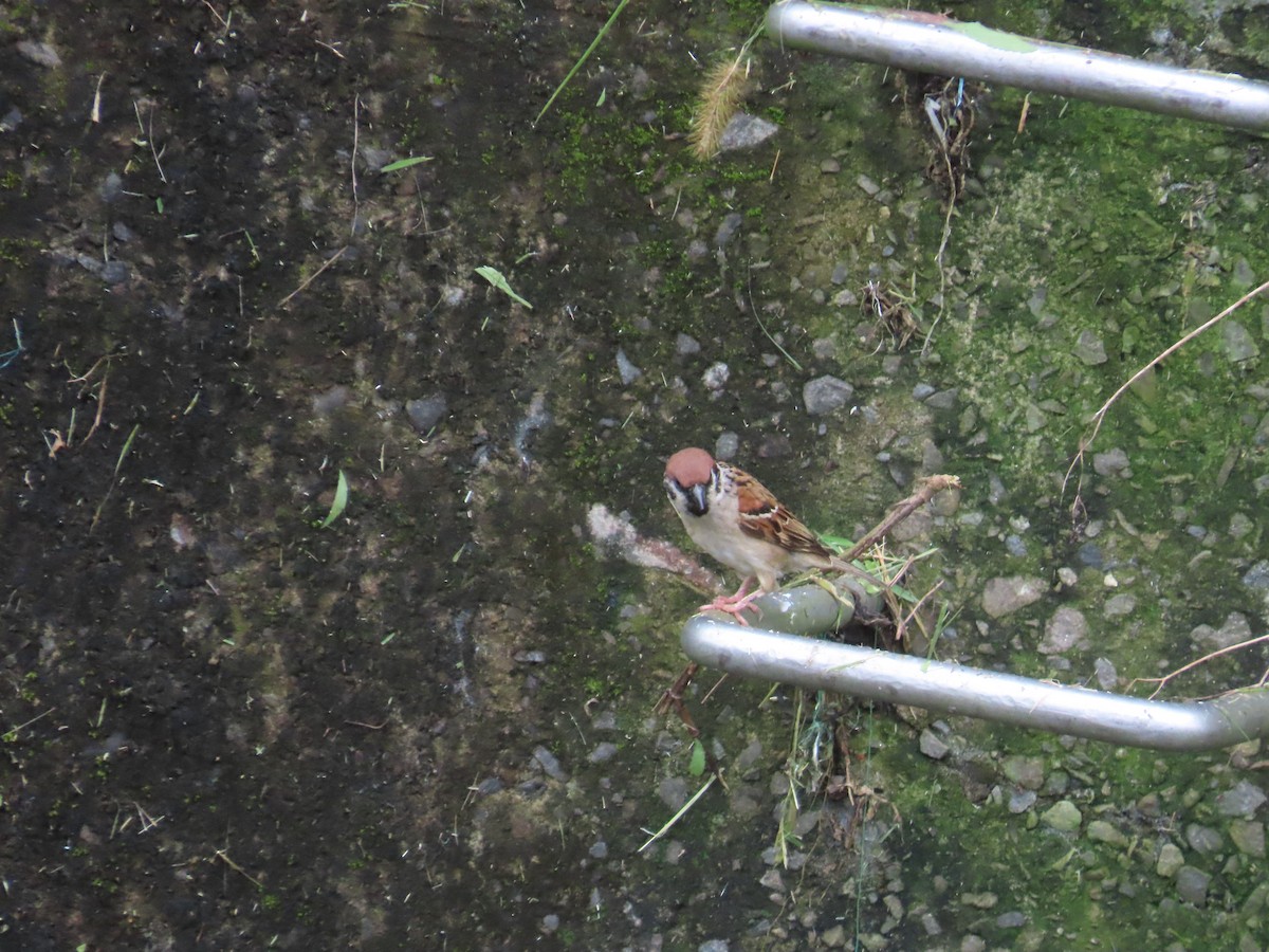 Eurasian Tree Sparrow - ML620170980