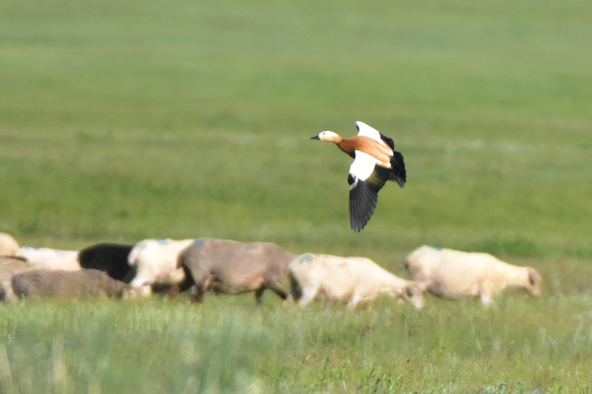 Ruddy Shelduck - ML620170983