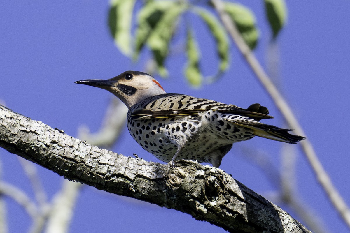 Northern Flicker (Yellow-shafted) - ML620170984