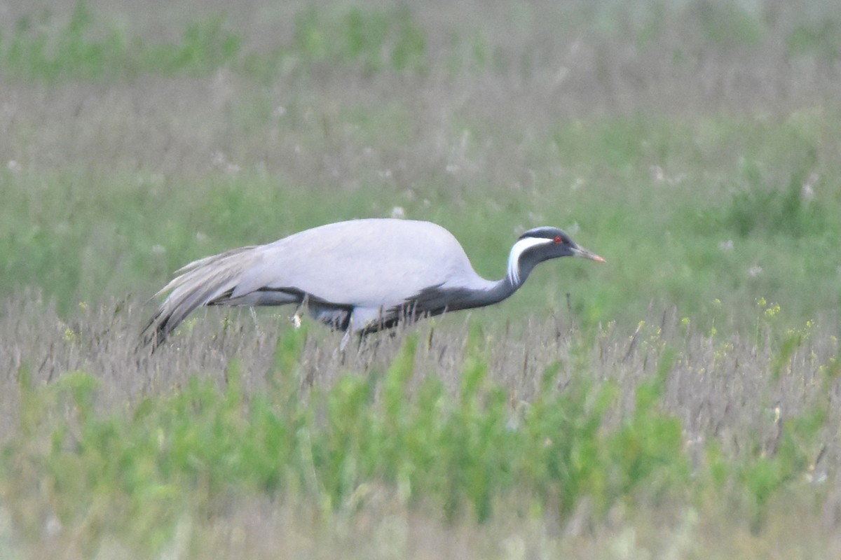 Demoiselle Crane - ML620170990