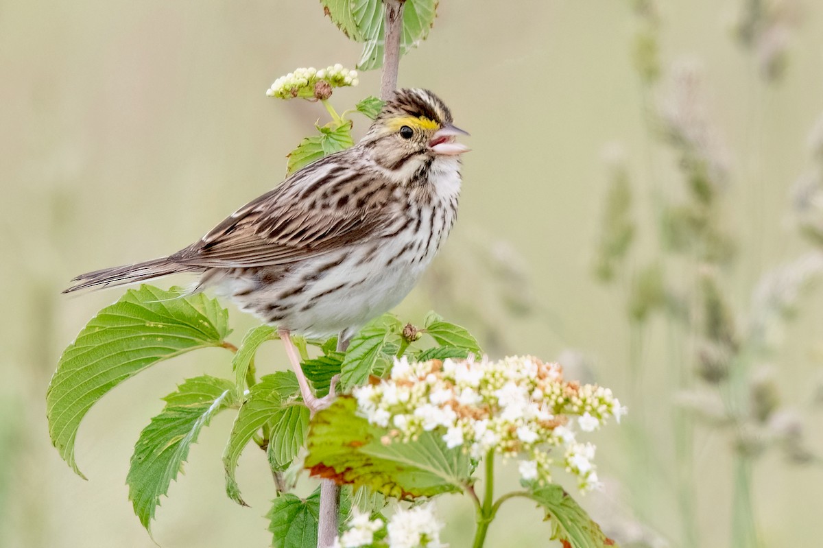 Savannah Sparrow - ML620170996