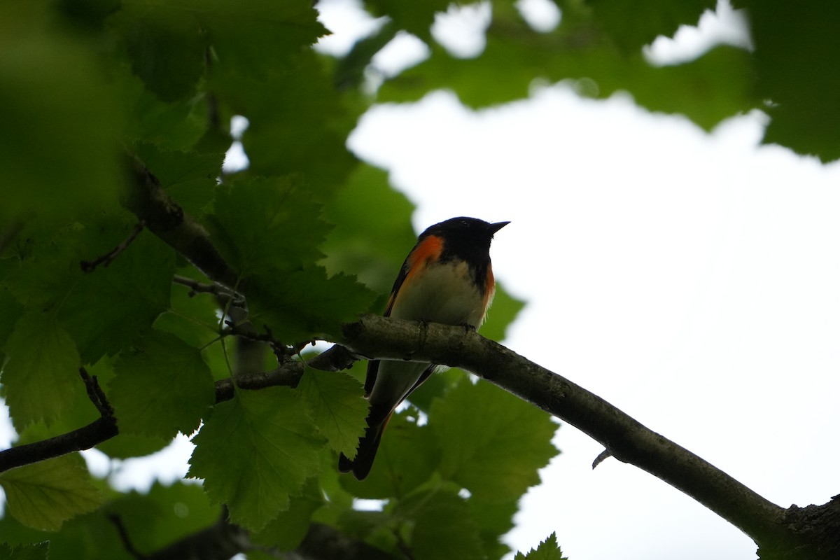 American Redstart - ML620170998