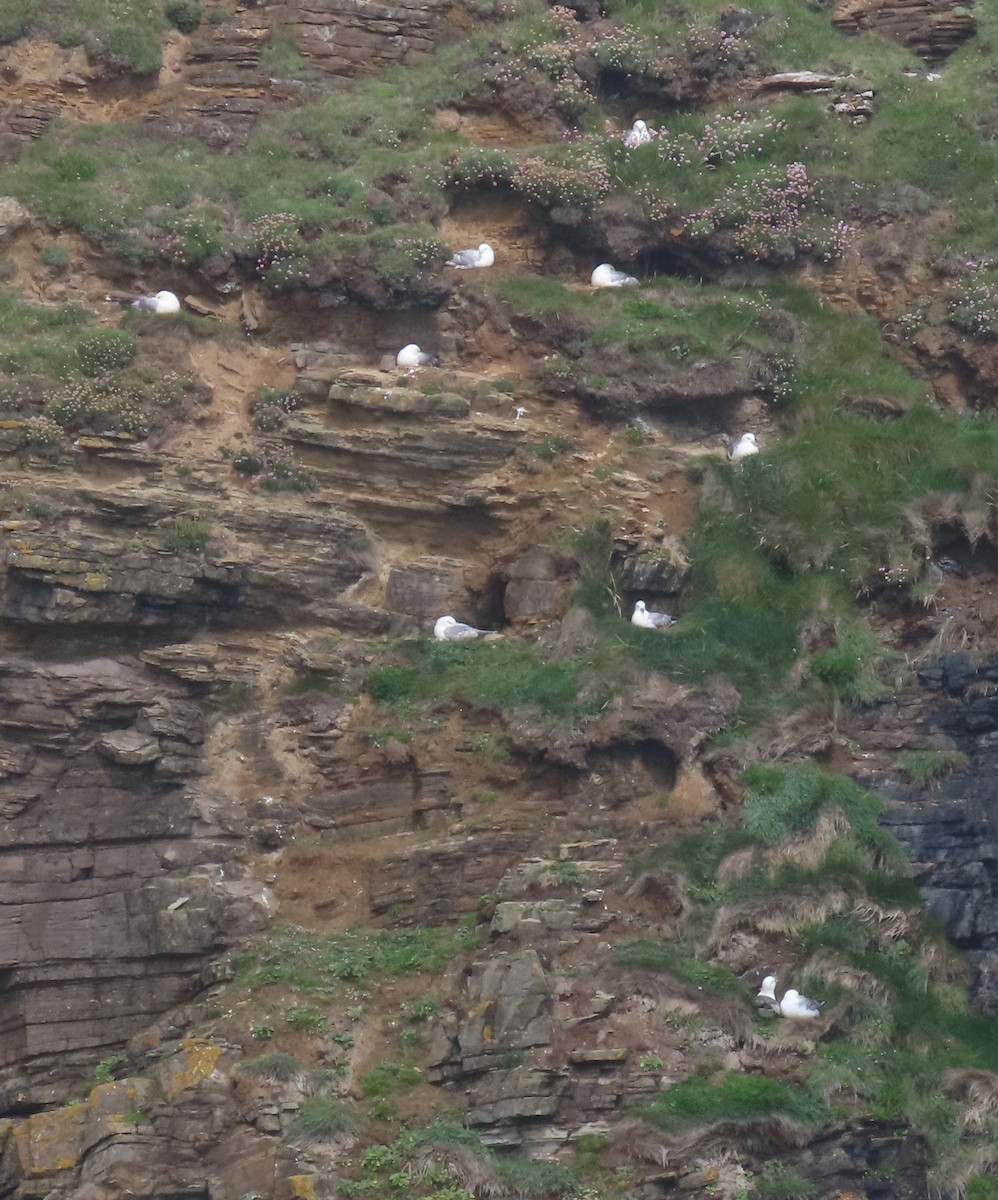 Fulmar Boreal (Atlántico) - ML620171004