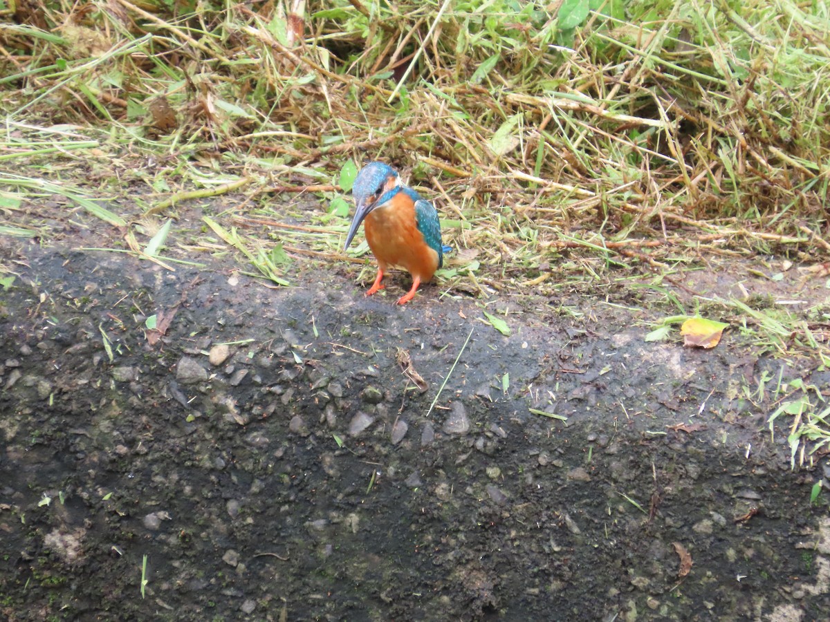 Common Kingfisher - ML620171011