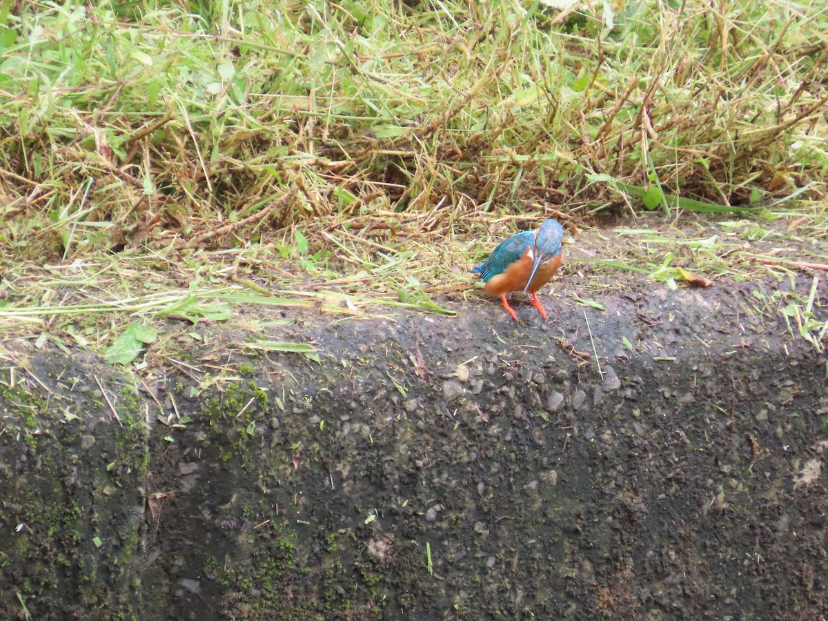 Common Kingfisher - ML620171017