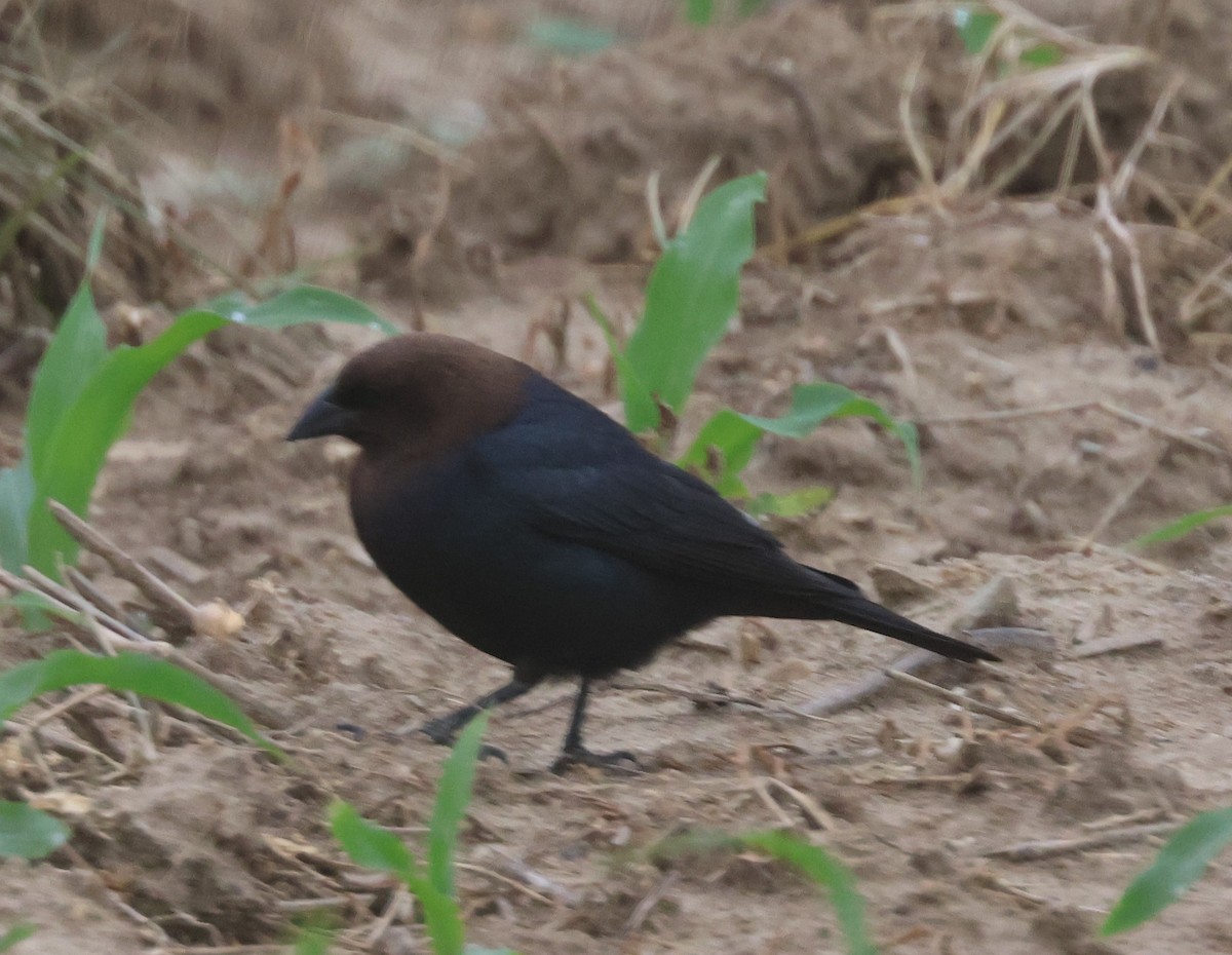 Brown-headed Cowbird - Michael Clay