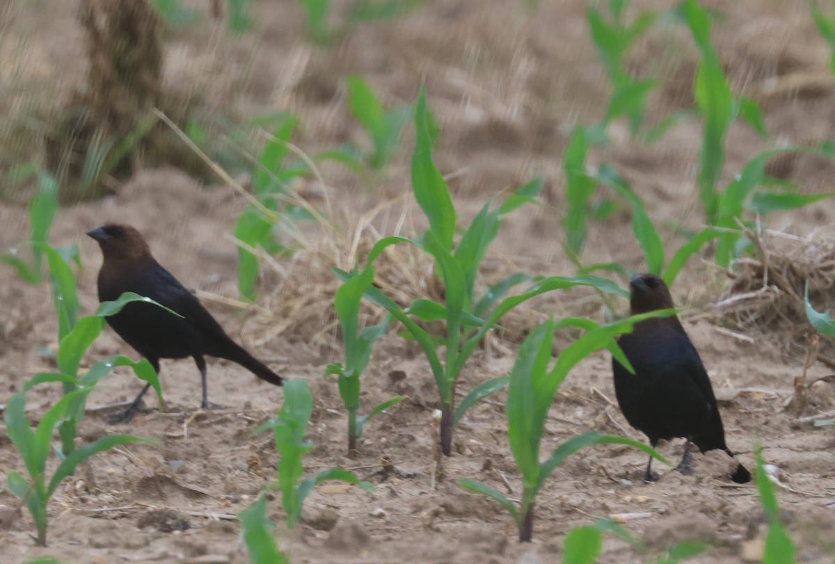 Brown-headed Cowbird - ML620171020