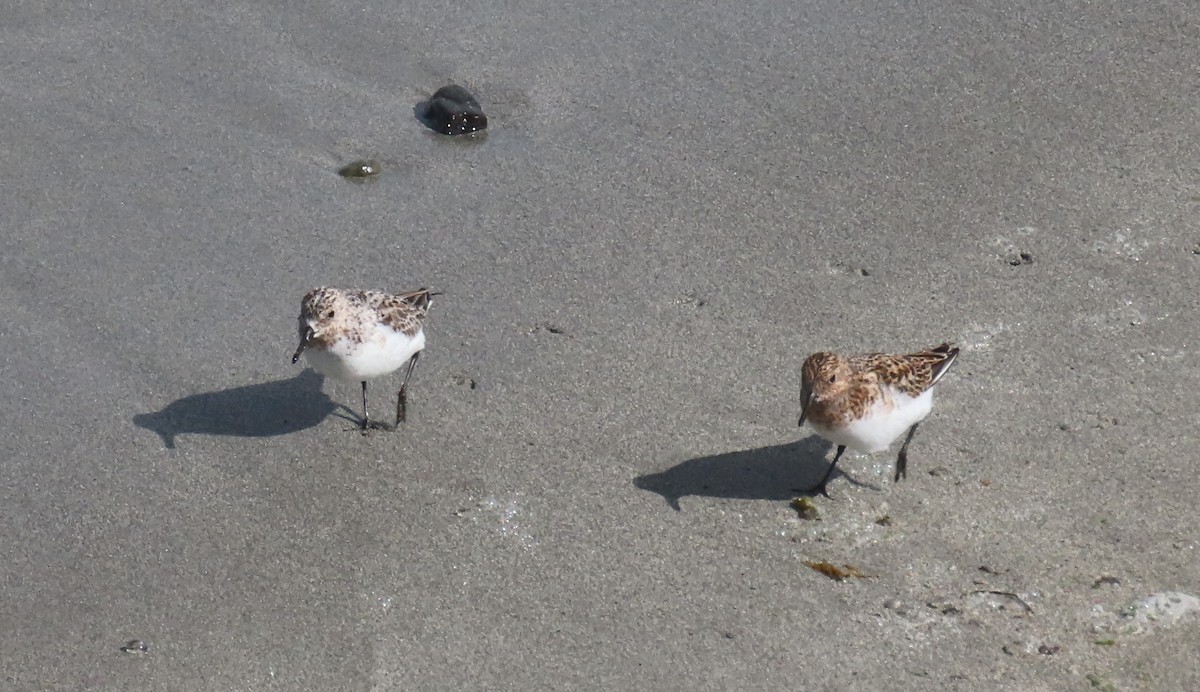 Bécasseau sanderling - ML620171026