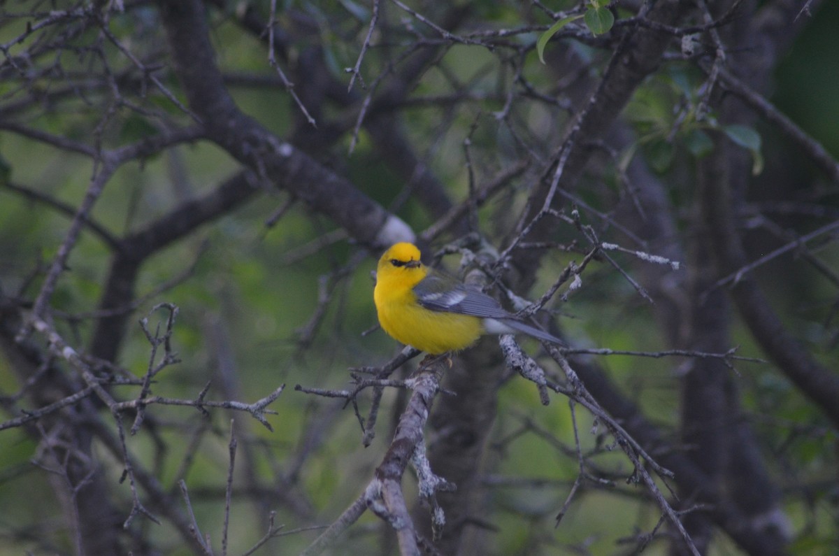 Blue-winged Warbler - ML620171028